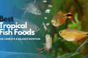 Guide to Best Tropical Fish Food: Nutrition Tips World’s Most Delicious Foods: Must-Try Dishes from Every Country Guide to Best Tropical Fish Food: Nutrition Tips | World’s Most Delicious Foods: Must-Try Dishes from Every Country