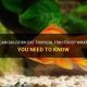 Goldfish Grub: Can a Goldfish Eat Tropical Fish Food? [Guide] | World’s Most Delicious Foods: Must-Try Dishes from Every Country
