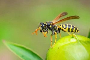 Wasp's Hunger: How Long Can a Wasp Survive Without Food, Really? World’s Most Delicious Foods: Must-Try Dishes from Every Country Wasp's Hunger: How Long Can a Wasp Survive Without Food, Really? | World’s Most Delicious Foods: Must-Try Dishes from Every Country