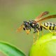 Wasp's Hunger: How Long Can a Wasp Survive Without Food, Really? | World’s Most Delicious Foods: Must-Try Dishes from Every Country