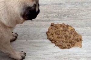 Why is My Dog Vomiting Undigested Food? Causes & Help | World’s Most Delicious Foods: Must-Try Dishes from Every Country