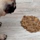 Why is My Dog Vomiting Undigested Food? Causes & Help | World’s Most Delicious Foods: Must-Try Dishes from Every Country