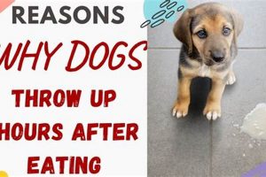 My Dog: Why Is He Throwing Up Undigested Food? | World’s Most Delicious Foods: Must-Try Dishes from Every Country