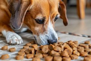 Dry Kibble Safety: How Long Can Dry Dog Food Sit Out? Tips! World’s Most Delicious Foods: Must-Try Dishes from Every Country Dry Kibble Safety: How Long Can Dry Dog Food Sit Out? Tips! | World’s Most Delicious Foods: Must-Try Dishes from Every Country