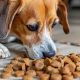 Dry Kibble Safety: How Long Can Dry Dog Food Sit Out? Tips! | World’s Most Delicious Foods: Must-Try Dishes from Every Country