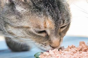 Is Wet Food OK? Can Diabetic Cats Eat Wet Food Safely? World’s Most Delicious Foods: Must-Try Dishes from Every Country Is Wet Food OK? Can Diabetic Cats Eat Wet Food Safely? | World’s Most Delicious Foods: Must-Try Dishes from Every Country