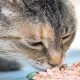 Is Wet Food OK? Can Diabetic Cats Eat Wet Food Safely? | World’s Most Delicious Foods: Must-Try Dishes from Every Country