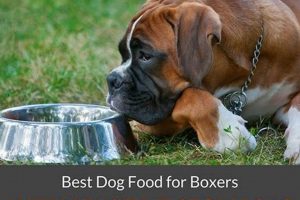 Top Dog Food: Best Boxer Food for Sensitive Stomachs World’s Most Delicious Foods: Must-Try Dishes from Every Country Top Dog Food: Best Boxer Food for Sensitive Stomachs | World’s Most Delicious Foods: Must-Try Dishes from Every Country