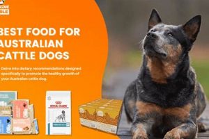 The *BEST* Food for Australian Cattle Dogs: A Complete Guide World’s Most Delicious Foods: Must-Try Dishes from Every Country The *BEST* Food for Australian Cattle Dogs: A Complete Guide | World’s Most Delicious Foods: Must-Try Dishes from Every Country
