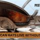 Survival Showdown: How Long Can Rats Live Without Food & Mitigation | World’s Most Delicious Foods: Must-Try Dishes from Every Country