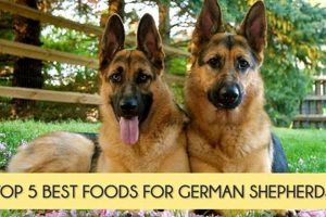 The Best German Shepherd Dog Food: Top Choices & Guide World’s Most Delicious Foods: Must-Try Dishes from Every Country The Best German Shepherd Dog Food: Top Choices & Guide | World’s Most Delicious Foods: Must-Try Dishes from Every Country