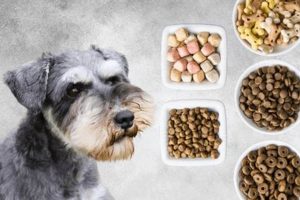 Guide: Best Food for Miniature Schnauzer Puppy Diet Tips World’s Most Delicious Foods: Must-Try Dishes from Every Country Guide: Best Food for Miniature Schnauzer Puppy Diet Tips | World’s Most Delicious Foods: Must-Try Dishes from Every Country