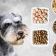 Guide: Best Food for Miniature Schnauzer Puppy Diet Tips | World’s Most Delicious Foods: Must-Try Dishes from Every Country