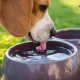Hydrating Dog Food: Is Adding Water Good for Your Pup? | World’s Most Delicious Foods: Must-Try Dishes from Every Country
