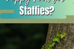 Top-Rated Best Food for Staffy Puppies: Complete Guide World’s Most Delicious Foods: Must-Try Dishes from Every Country Top-Rated Best Food for Staffy Puppies: Complete Guide | World’s Most Delicious Foods: Must-Try Dishes from Every Country