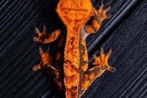 Crested Geckos: How Long Can They *Really* Go Without Food? World’s Most Delicious Foods: Must-Try Dishes from Every Country Crested Geckos: How Long Can They *Really* Go Without Food? | World’s Most Delicious Foods: Must-Try Dishes from Every Country