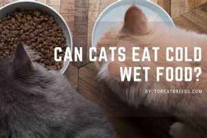 Can Cats Eat Cold Food? Is Chilled Food Safe for Cats? World’s Most Delicious Foods: Must-Try Dishes from Every Country Can Cats Eat Cold Food? Is Chilled Food Safe for Cats? | World’s Most Delicious Foods: Must-Try Dishes from Every Country