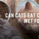 Can Cats Eat Cold Food? Is Chilled Food Safe for Cats? | World’s Most Delicious Foods: Must-Try Dishes from Every Country