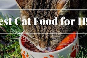 Best Cat Food for Cats with IBS: Soothe Their Sensitive Gut World’s Most Delicious Foods: Must-Try Dishes from Every Country Best Cat Food for Cats with IBS: Soothe Their Sensitive Gut | World’s Most Delicious Foods: Must-Try Dishes from Every Country