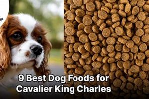 Top Picks: Best Food for King Charles Cavalier Puppy Guide | World’s Most Delicious Foods: Must-Try Dishes from Every Country