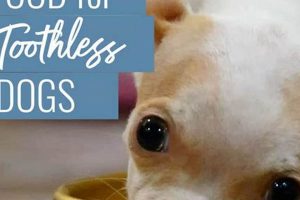 Best Dog Food for Dogs Without Teeth: Soft & Nutritious! | World’s Most Delicious Foods: Must-Try Dishes from Every Country