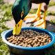 Can You *Really* Feed Ducks Dog Food? What to Know | World’s Most Delicious Foods: Must-Try Dishes from Every Country