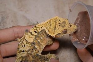 Top Choices: Best Crested Gecko Food in [Year] Guide | World’s Most Delicious Foods: Must-Try Dishes from Every Country