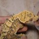 Top Choices: Best Crested Gecko Food in [Year] Guide | World’s Most Delicious Foods: Must-Try Dishes from Every Country