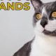 Avoid the Worst Cat Food: What to Look For + Brands | World’s Most Delicious Foods: Must-Try Dishes from Every Country