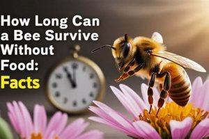 Can Bees Last? How Long Can a Bee Survive Without Food + Tips! World’s Most Delicious Foods: Must-Try Dishes from Every Country Can Bees Last? How Long Can a Bee Survive Without Food + Tips! | World’s Most Delicious Foods: Must-Try Dishes from Every Country