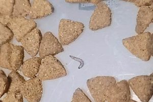 Prevent Bugs on Dog Food: Tips &amp; Solutions for Dogs! | World’s Most Delicious Foods: Must-Try Dishes from Every Country