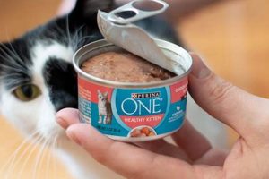 The Best Wet Food for Cats with Diabetes: Top Brands World’s Most Delicious Foods: Must-Try Dishes from Every Country The Best Wet Food for Cats with Diabetes: Top Brands | World’s Most Delicious Foods: Must-Try Dishes from Every Country