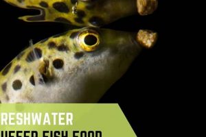The Ultimate Puffer Fish Food Guide: Diet & Care World’s Most Delicious Foods: Must-Try Dishes from Every Country The Ultimate Puffer Fish Food Guide: Diet & Care | World’s Most Delicious Foods: Must-Try Dishes from Every Country