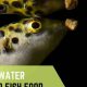 The Ultimate Puffer Fish Food Guide: Diet & Care | World’s Most Delicious Foods: Must-Try Dishes from Every Country