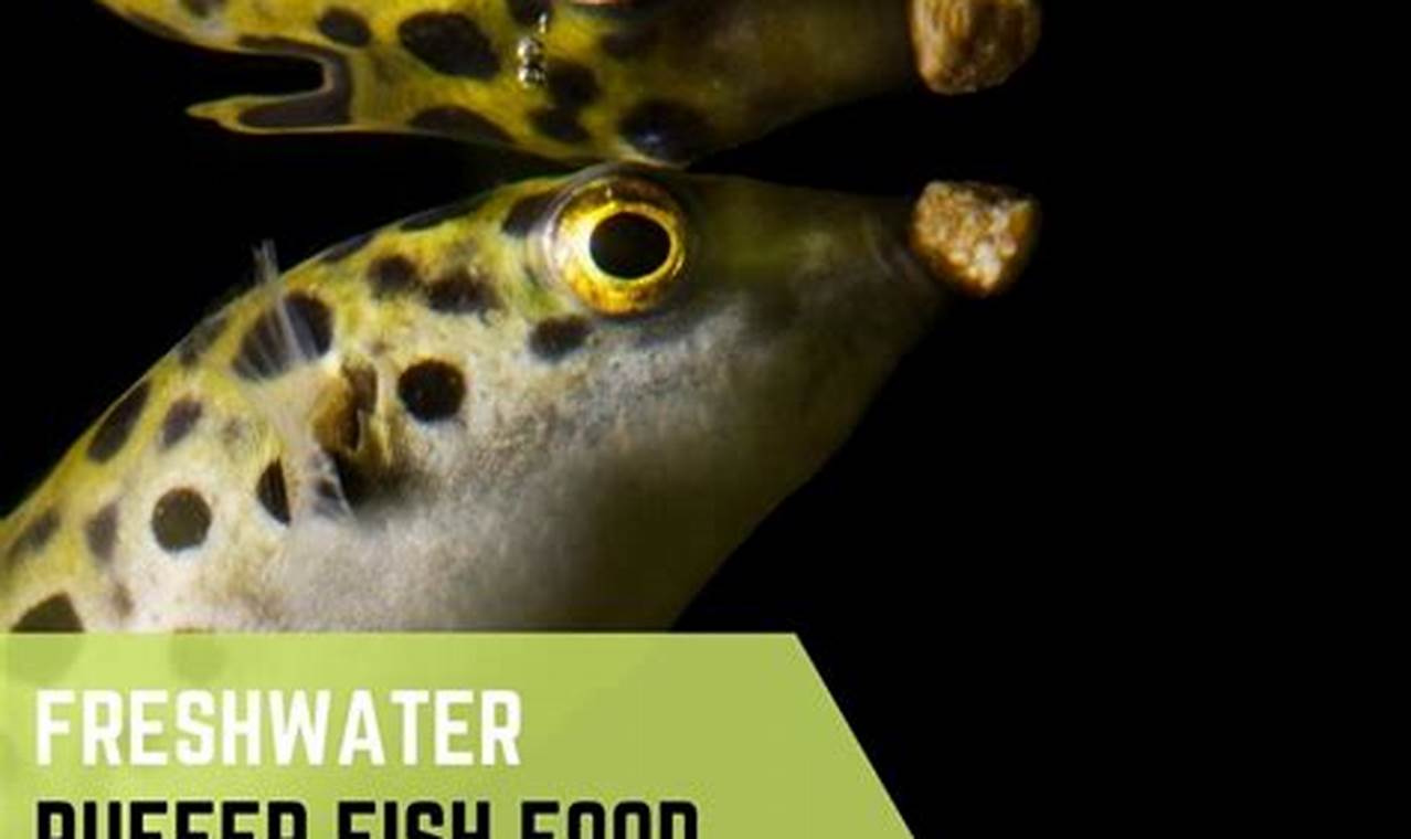 The Ultimate Puffer Fish Food Guide: Diet & Care World’s Most Delicious Foods: Must-Try Dishes from Every Country The Ultimate Puffer Fish Food Guide: Diet & Care | World’s Most Delicious Foods: Must-Try Dishes from Every Country