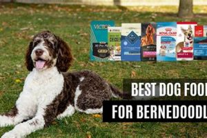 Top Dog Food For Bernedoodle: Best Choices & More World’s Most Delicious Foods: Must-Try Dishes from Every Country Top Dog Food For Bernedoodle: Best Choices & More | World’s Most Delicious Foods: Must-Try Dishes from Every Country