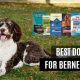 Top Dog Food For Bernedoodle: Best Choices &amp; More | World’s Most Delicious Foods: Must-Try Dishes from Every Country