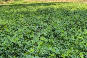 Shop Now: Food Plot Seed Sale - Boost Wildlife World’s Most Delicious Foods: Must-Try Dishes from Every Country Shop Now: Food Plot Seed Sale - Boost Wildlife | World’s Most Delicious Foods: Must-Try Dishes from Every Country