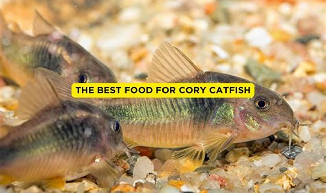 Best Cory Fish Food: Nutritious Diet & More! World’s Most Delicious Foods: Must-Try Dishes from Every Country Best Cory Fish Food: Nutritious Diet & More! | World’s Most Delicious Foods: Must-Try Dishes from Every Country