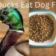 Can Ducks Eat Dog Food? Risks &amp; Safe Foods | World’s Most Delicious Foods: Must-Try Dishes from Every Country