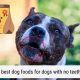 Best Dog Food for No Teeth: Gentle &amp; Nutritious Diet Tips | World’s Most Delicious Foods: Must-Try Dishes from Every Country