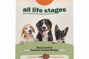 Best Dog Food: All Life Stages Nutrition Guide World’s Most Delicious Foods: Must-Try Dishes from Every Country Best Dog Food: All Life Stages Nutrition Guide | World’s Most Delicious Foods: Must-Try Dishes from Every Country