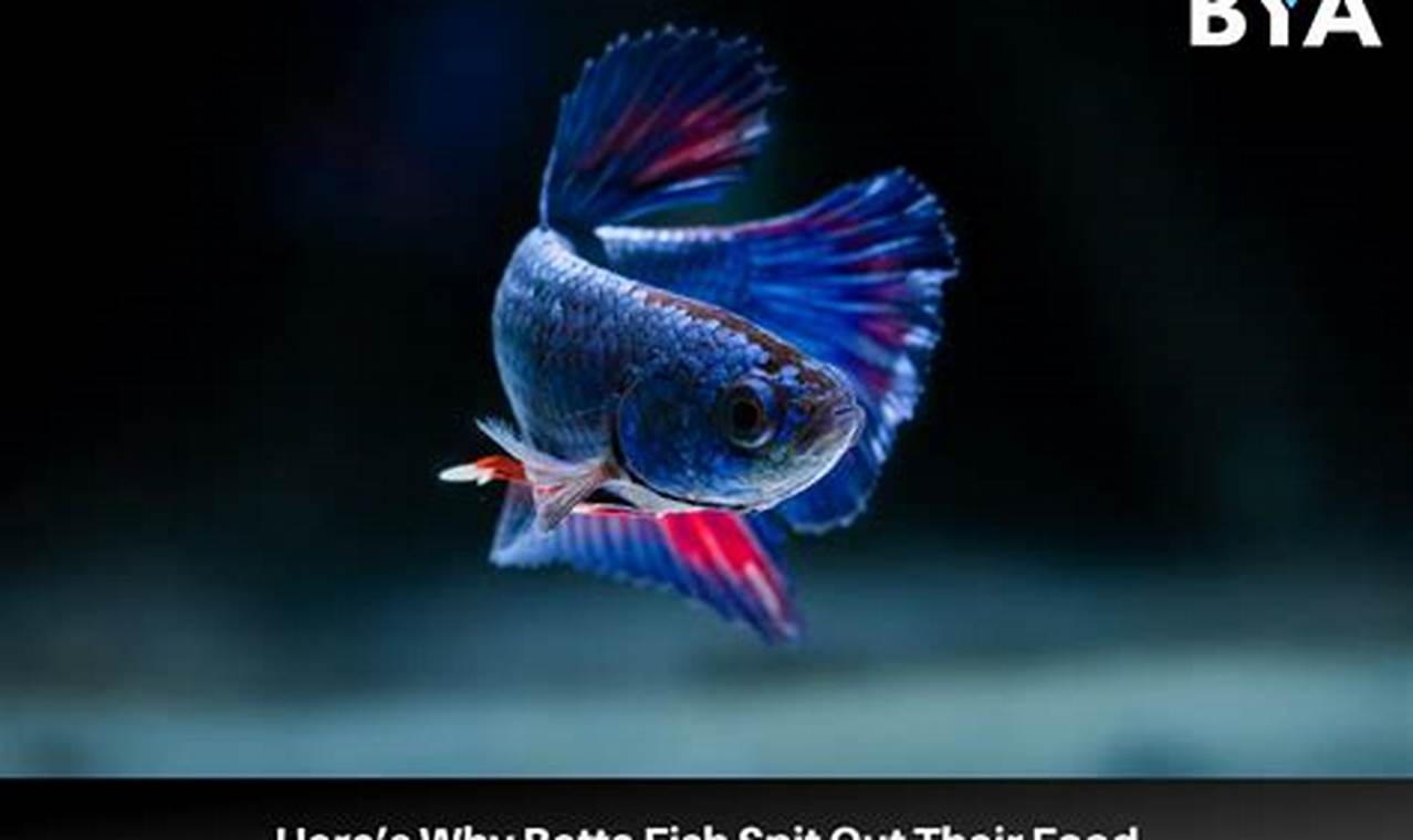 Betta Not Eating? Why Your Betta Fish Spits Out Food + Tips World’s Most Delicious Foods: Must-Try Dishes from Every Country Betta Not Eating? Why Your Betta Fish Spits Out Food + Tips | World’s Most Delicious Foods: Must-Try Dishes from Every Country