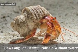 Survive: How Long Can Hermit Crabs Go Without Food? Guide World’s Most Delicious Foods: Must-Try Dishes from Every Country Survive: How Long Can Hermit Crabs Go Without Food? Guide | World’s Most Delicious Foods: Must-Try Dishes from Every Country