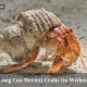 Survive: How Long Can Hermit Crabs Go Without Food? Guide | World’s Most Delicious Foods: Must-Try Dishes from Every Country