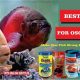 Best Fish Food For Oscar: Feeding Your Oscar Fish Right | World’s Most Delicious Foods: Must-Try Dishes from Every Country