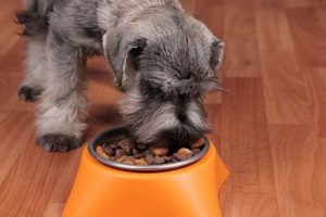 Guide: Best Dog Food for Miniature Schnauzer Puppies + Tips | World’s Most Delicious Foods: Must-Try Dishes from Every Country