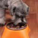 Guide: Best Dog Food for Miniature Schnauzer Puppies + Tips | World’s Most Delicious Foods: Must-Try Dishes from Every Country