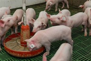 Piglet Start: When Do Piglets Eat Solid Food Guide? | World’s Most Delicious Foods: Must-Try Dishes from Every Country