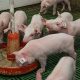 Piglet Start: When Do Piglets Eat Solid Food Guide? | World’s Most Delicious Foods: Must-Try Dishes from Every Country